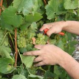 Vendanges sous de bons augures